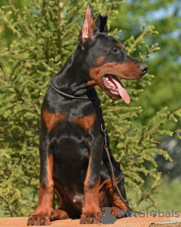 Zdjęcie №2 do zapowiedźy № 147984 na sprzedaż  pies nierasowy - wkupić się Szwecja prywatne ogłoszenie