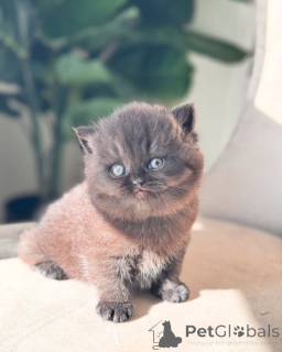 Zdjęcie №3. Britisch Kurzhaar Zur Vermittlung. Niemcy