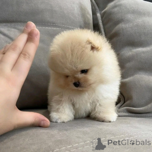 Zdjęcie №3. Szczeniak rasy pomorskiej do adopcji. Niemcy