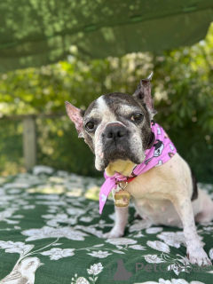 Zdjęcie №1. buldog francuski - na sprzedaż w Glasgow | negocjowane | Zapowiedź №151726