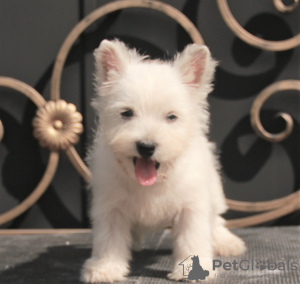 Dodatkowe zdjęcia: suczka szczeniaka west highland white terrier