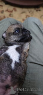 Zdjęcie №3. Sprzedaj chihua szczeniaka (chłopiec). Federacja Rosyjska