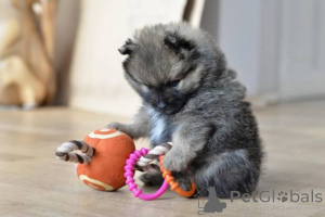 Zdjęcie №1. szpic miniaturowy - na sprzedaż w Alekšince | negocjowane | Zapowiedź №167119