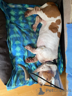 Zdjęcie №3. Dostępna suczka basseta. Niemcy