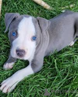 Zdjęcie №3. Staffordshirenbullterrierin pentuja myytävänä. Finlandia