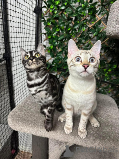 Zdjęcie №2 do zapowiedźy № 152756 na sprzedaż  kot bengalski - wkupić się Szwajcaria prywatne ogłoszenie