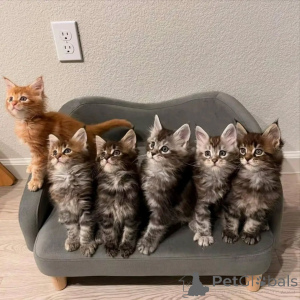 Zdjęcie №1. maine coon - na sprzedaż w Hamburg | negocjowane | Zapowiedź № 163218