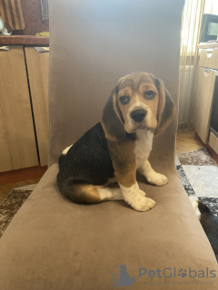 Zdjęcie №1. beagle (rasa psa) - na sprzedaż w Gomel | 1420zł | Zapowiedź №51563