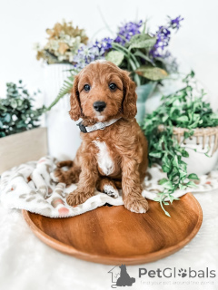 Zdjęcie №1. labradoodle - na sprzedaż w Cavan | 2631zł | Zapowiedź №157768