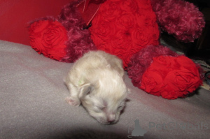 Zdjęcie №4. Sprzedam ragdoll w Czarleston. hodowca - cena - 2780zł