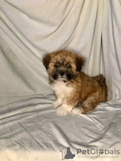 Zdjęcie №3. Dziewczyny z Lhasy Apso. Federacja Rosyjska