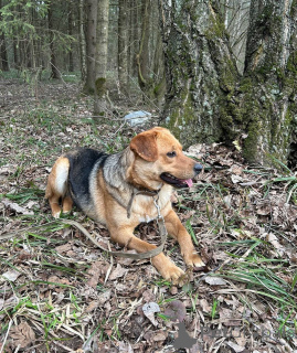 Zdjęcie №4. Sprzedam pies nierasowy w Москва.  - cena - Bezpłatny