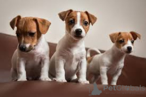 Zdjęcie №1. jack russell terrier - na sprzedaż w Bruksela | 3348zł | Zapowiedź №162618