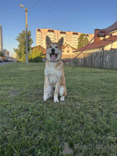 Dodatkowe zdjęcia: Szczenięta Akita Inu