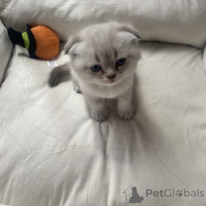 Zdjęcie №1. scottish fold - na sprzedaż w Wiesbaden | 1435zł | Zapowiedź № 168494