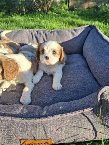 Zdjęcie №3. Doskonałe szczenięta czystej krwi Cavalier King Charles Spaniel.. Szwecja