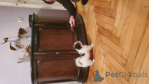 Zdjęcie №2 do zapowiedźy № 159711 na sprzedaż  yorkshire terrier biewer - wkupić się Gruzja prywatne ogłoszenie