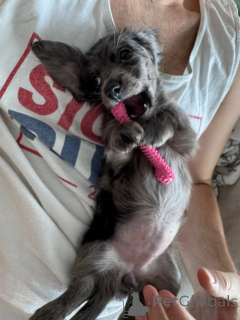 Zdjęcie №4. Sprzedam jamnik w Berlin. hodowca - cena - negocjowane