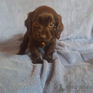 Zdjęcie №1. cocker spaniel amerykański - na sprzedaż w Berlin | Bezpłatny | Zapowiedź №101843