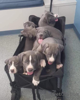 Zdjęcie №3. Mężczyzna i żeńskie szczenięta Pitbull Terrier do adopcji. Finlandia