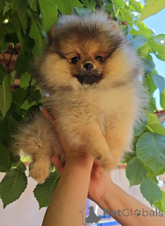Zdjęcie №3. Pomeranian, piękny boo szczeniak. Serbia