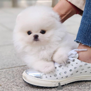 Zdjęcie №1. szpic miniaturowy - na sprzedaż w Londyn | Bezpłatny | Zapowiedź №141358