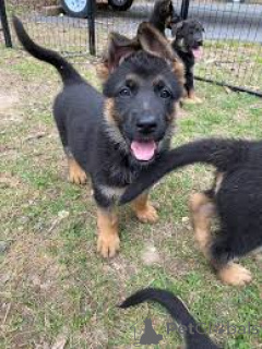 Zdjęcie №1. owczarek niemiecki - na sprzedaż w Rotterdam | 4784zł | Zapowiedź №165593