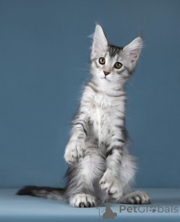 Zdjęcie №2 do zapowiedźy № 138373 na sprzedaż  maine coon - wkupić się Federacja Rosyjska prywatne ogłoszenie