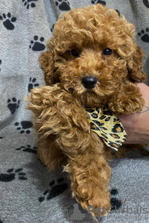 Zdjęcie №3. Pudle miniaturowe czerwone. Serbia