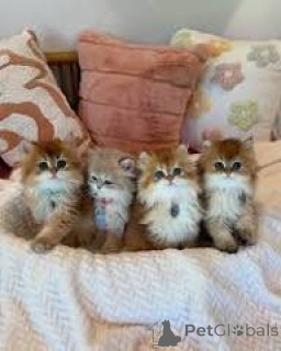 Zdjęcie №1. kot brytyjski długowłosy - na sprzedaż w Paryż | 2774zł | Zapowiedź № 165521