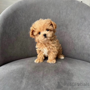 Zdjęcie №1. maltipu - na sprzedaż w Andel | negocjowane | Zapowiedź №167216