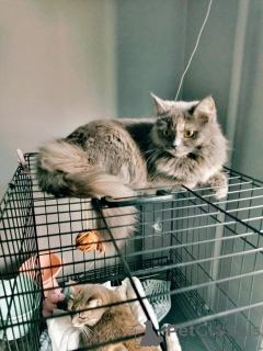 Zdjęcie №3. Grace, której imię oznacza łaskę, szuka jego domu.. Federacja Rosyjska