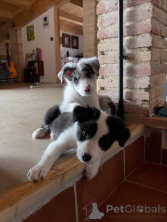 Zdjęcie №3. Prachtige Border Collie-szczenię Zoeken een blijvend thuis. Belgia