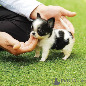 Zdjęcie №1.  - na sprzedaż w Luksemburg | 3476zł | Zapowiedź №162889