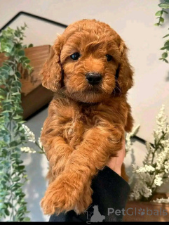 Zdjęcie №3. Havanese Slospies dostępne do remontu. USA