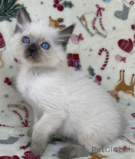 Zdjęcie №2 do zapowiedźy № 176610 na sprzedaż  ragdoll - wkupić się Australia prywatne ogłoszenie