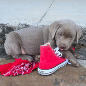 Zdjęcie №1. labrador retriever - na sprzedaż w Monachium | 1854zł | Zapowiedź №166534