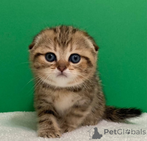 Zdjęcie №4. Sprzedam ragdoll w Białoruś.  - cena - negocjowane