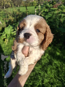 Zdjęcie №3. Idealne szczenięta Cavalier King Charles Spaniel.. Łotwa