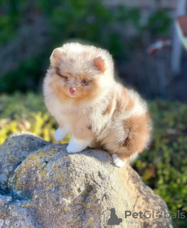 Zdjęcie №2 do zapowiedźy № 132038 na sprzedaż  szpic miniaturowy - wkupić się Estonia hodowca