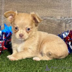 Zdjęcie №3. Poznaj Kelsie Tiny Chihuahua Puppy o dużej osobowości. Niemcy