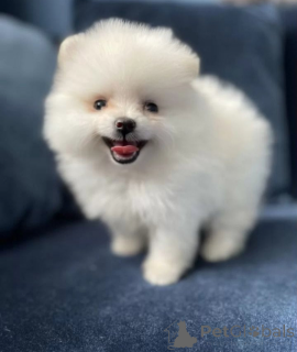 Zdjęcie №2 do zapowiedźy № 139207 na sprzedaż  szpic miniaturowy - wkupić się Federacja Rosyjska prywatne ogłoszenie, hodowca