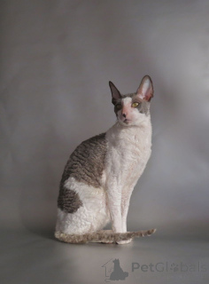 Zdjęcie №3. Odważne i pomarszczone kocięta Cornish Rex. San marino