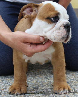 Zdjęcie №1.  - na sprzedaż w Pobierowo | Bezpłatny | Zapowiedź №143956