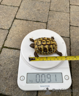 Zdjęcie №3. Greckie żółwie na sprzedaż. Austria