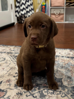 Zdjęcie №1. labrador retriever - na sprzedaż w Eindhoven | negocjowane | Zapowiedź №163764