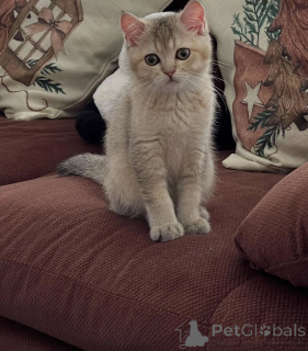 Zdjęcie №2 do zapowiedźy № 155688 na sprzedaż  kot brytyjski krótkowłosy - wkupić się Irlandia prywatne ogłoszenie