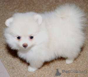 Zdjęcie №1.  - na sprzedaż w Berlin | 1435zł | Zapowiedź №143873