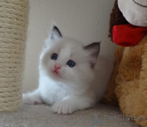 Zdjęcie №2 do zapowiedźy № 174620 na sprzedaż  ragdoll - wkupić się Finlandia 