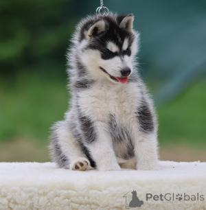 Zdjęcie №3. Mam do sprzedania husky syberyjski. Francja